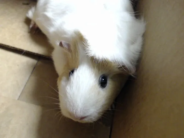 Adoptable Other