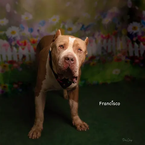 Francisco