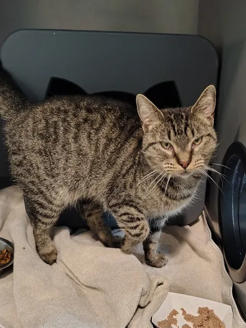 Minerva
