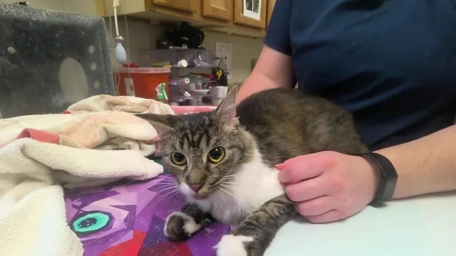Ali