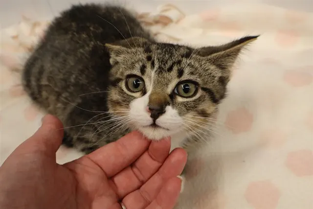 Adoptable Cat