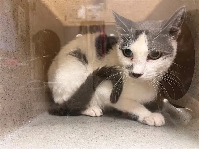 Adoptable Cat