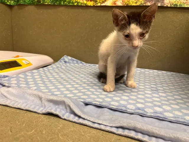 Adoptable Cat