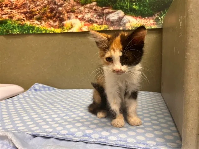 Adoptable Cat