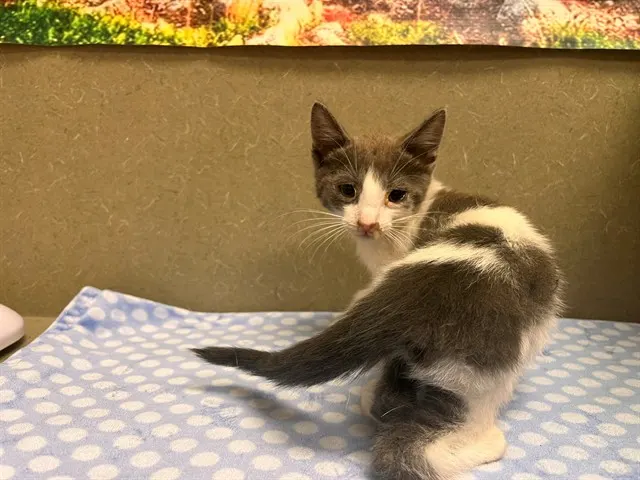 Adoptable Cat