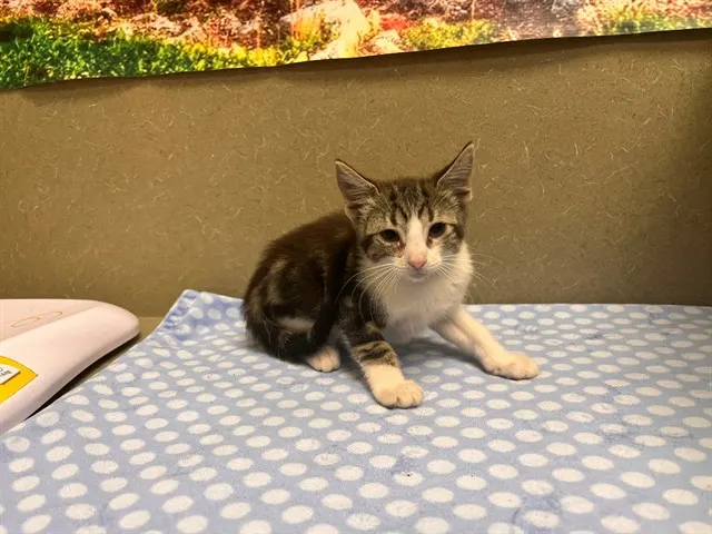 Adoptable Cat