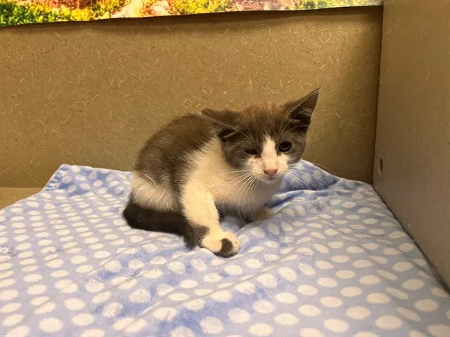 Adoptable Cat
