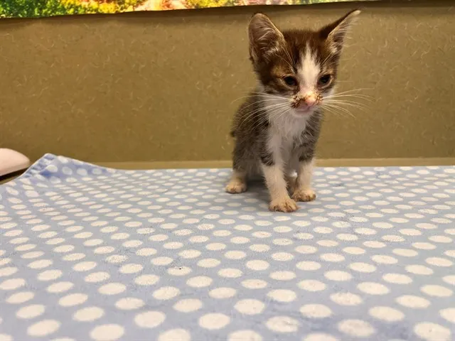 Adoptable Cat