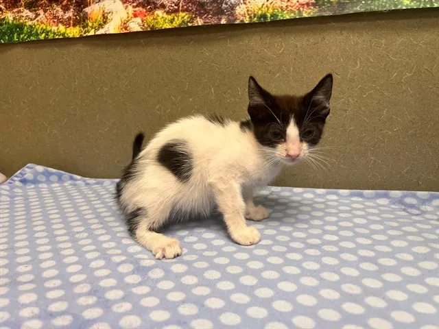 Adoptable Cat