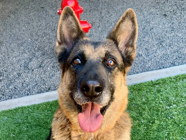 Adoptable Dog