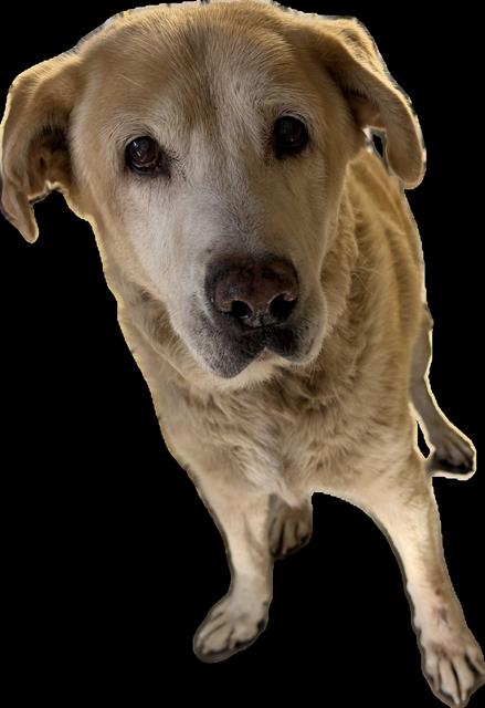 Adoptable Dog