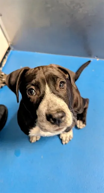 Adoptable Dog