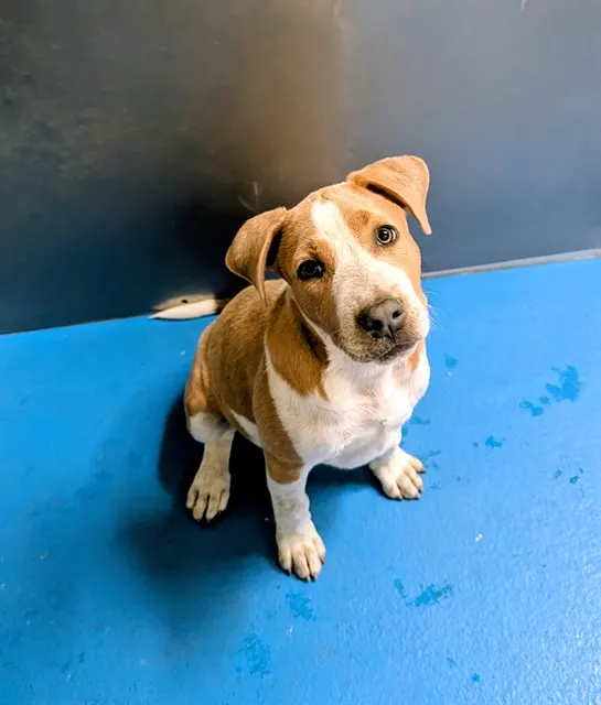 Adoptable Dog