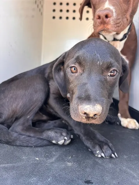 Adoptable Dog