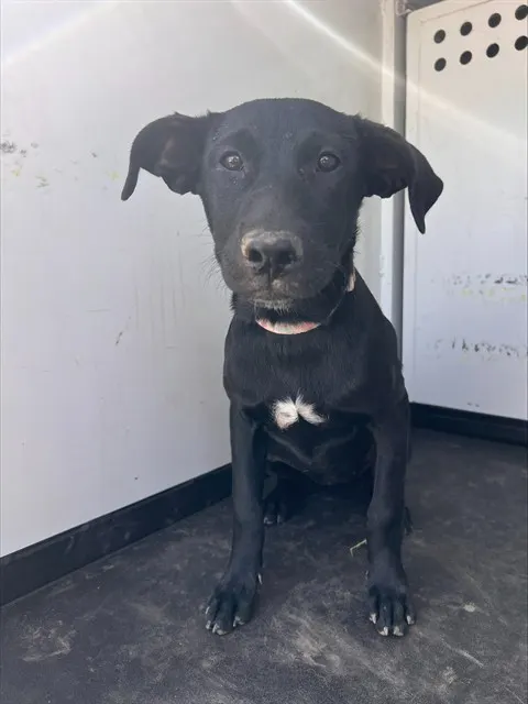 Adoptable Dog