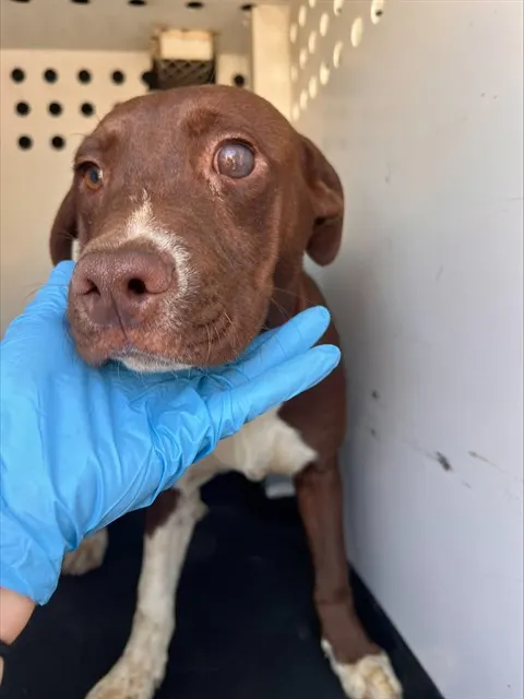 Adoptable Dog