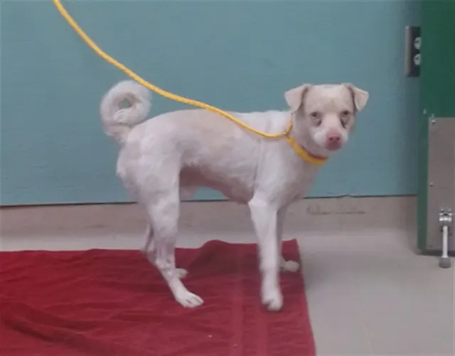 Adoptable Dog