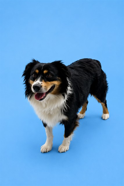 Oso