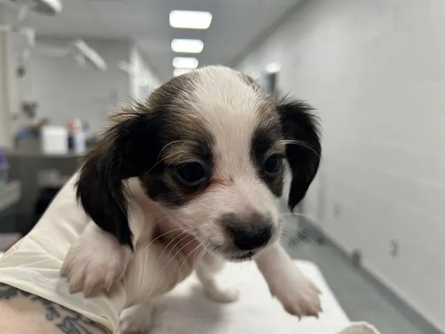 Adoptable Dog