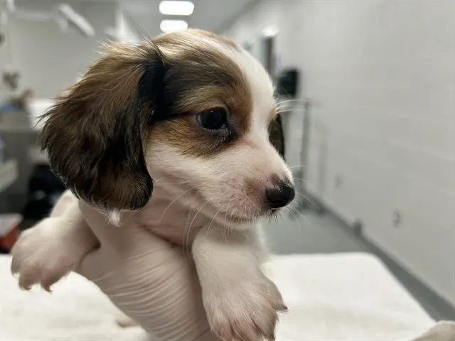 Adoptable Dog