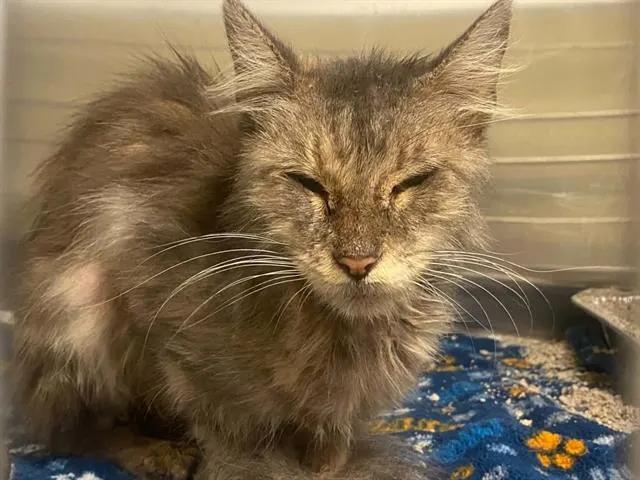 Rosie