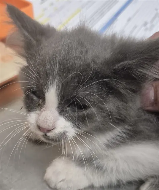 Adoptable Cat