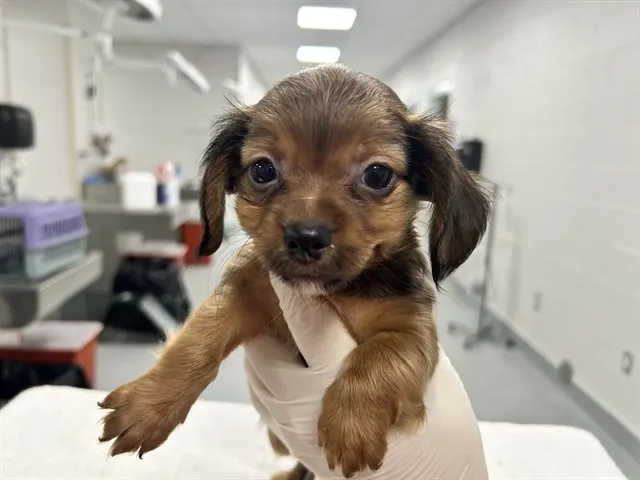 Adoptable Dog