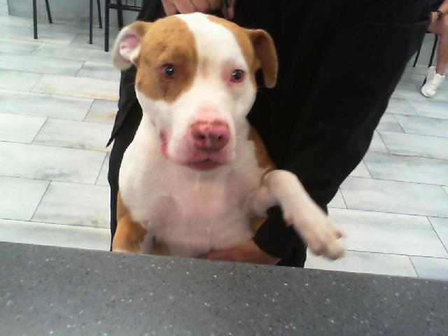 Adoptable Dog