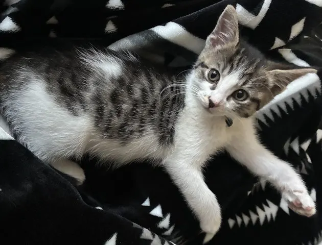 Butters