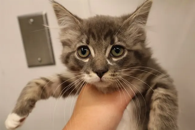 Adoptable Cat