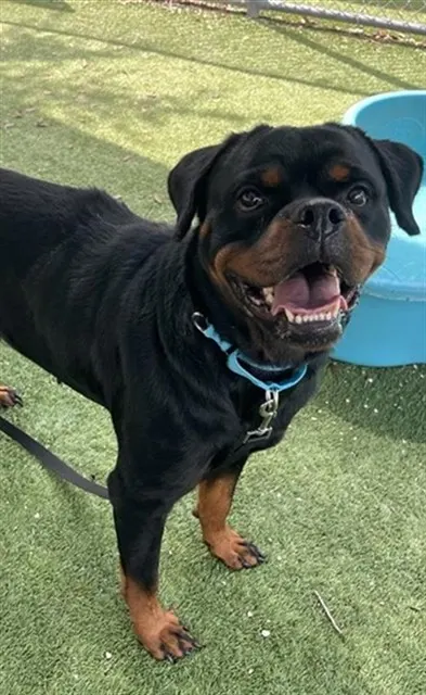 Adoptable Dog
