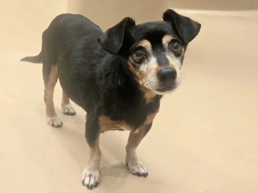 Paco