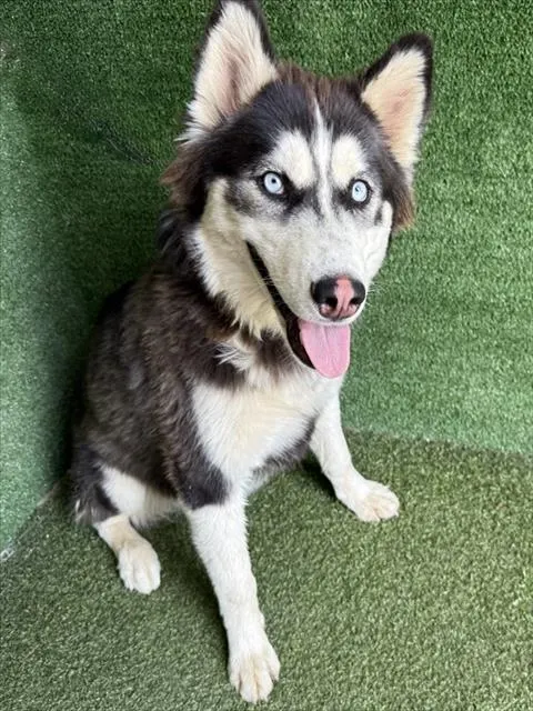Nova