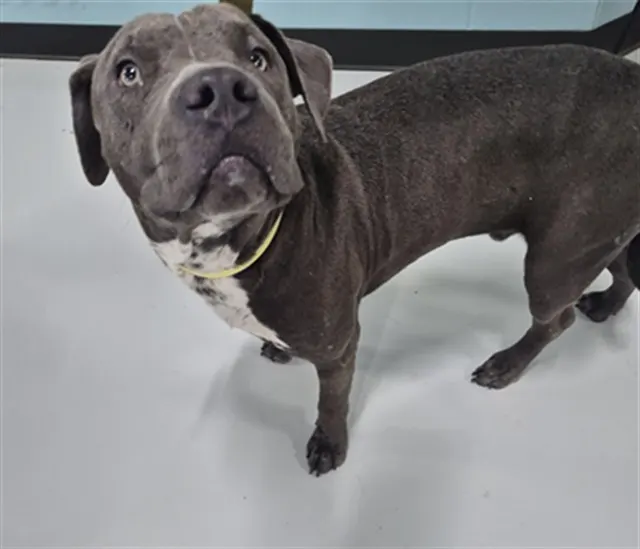 Adoptable Dog