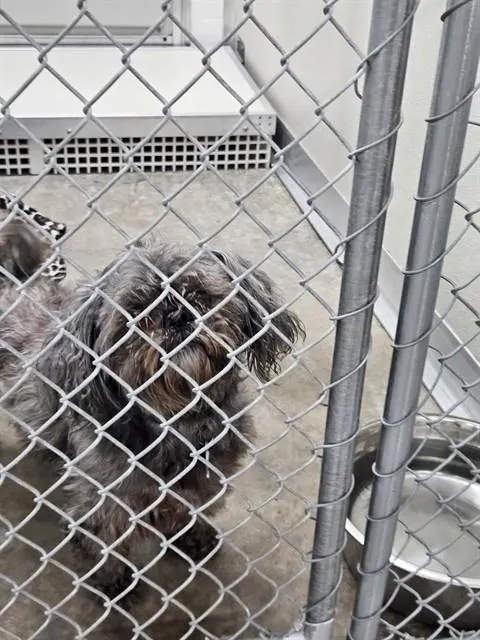 Adoptable Dog
