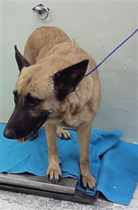 Adoptable Dog