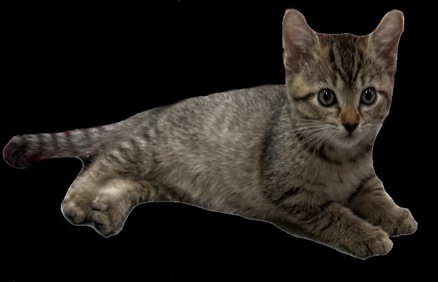 Nova