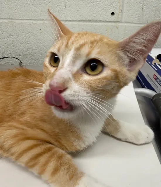 Adoptable Cat