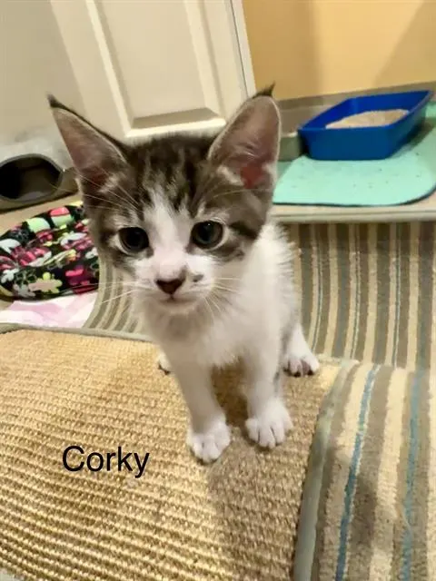 Corky