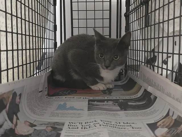 Adoptable Cat
