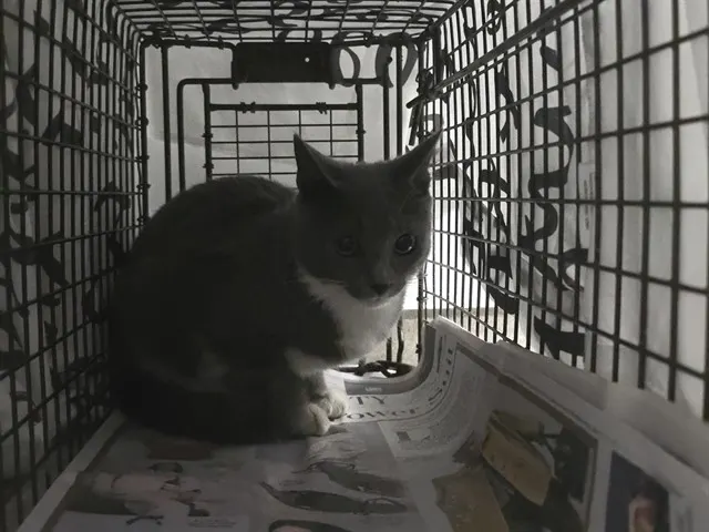Adoptable Cat