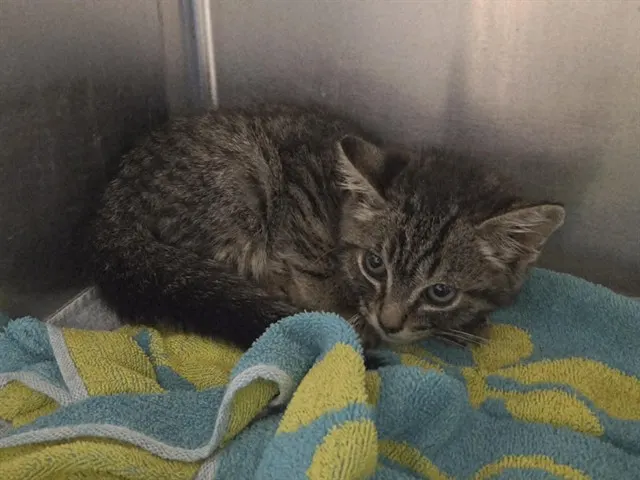 Adoptable Cat