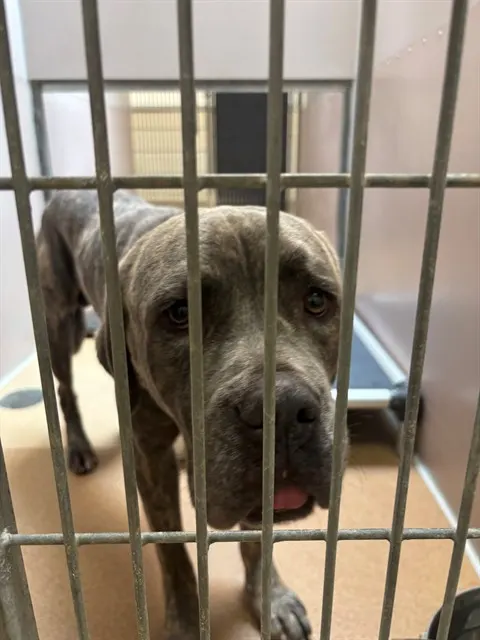 Adoptable Dog