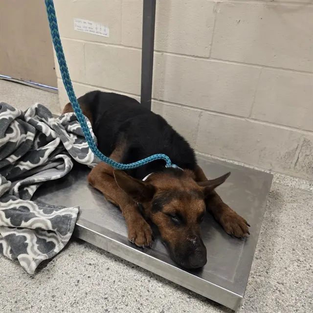 Adoptable Dog