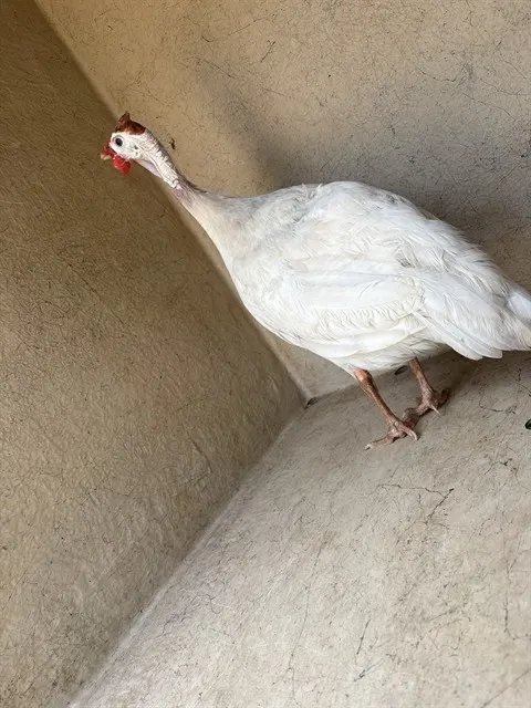 Adoptable Bird