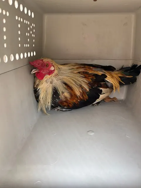 Adoptable Bird