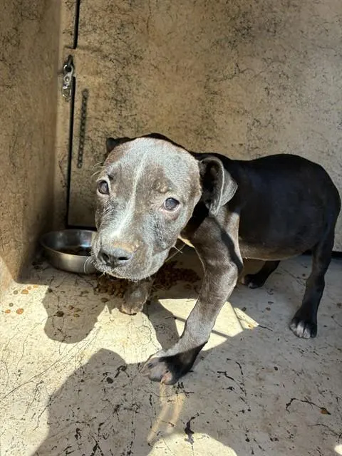 Adoptable Dog