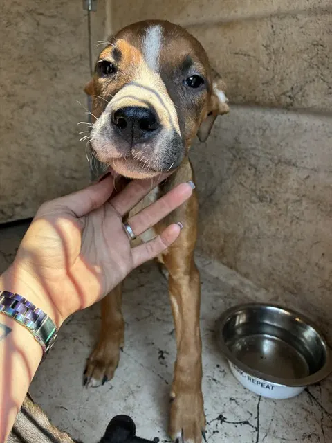 Adoptable Dog