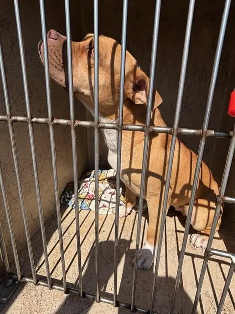 Adoptable Dog