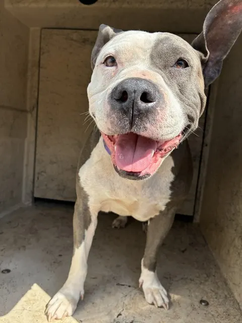 Adoptable Dog